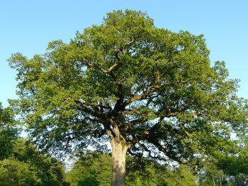 Naturdenkmäler in NÖ